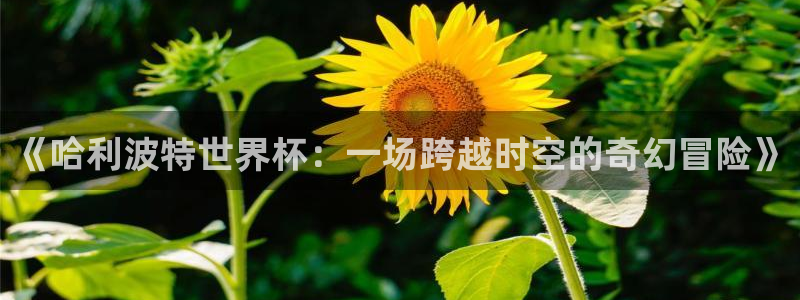 2026世界杯德国队阵容：《哈利波特世界杯：一场跨越时空的奇幻冒险》