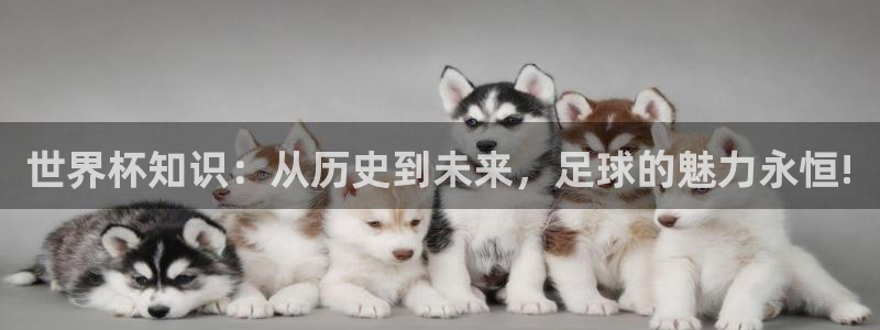 2026年世界杯直播平台：世界杯知识：从历史到未来，足球的魅力永恒!